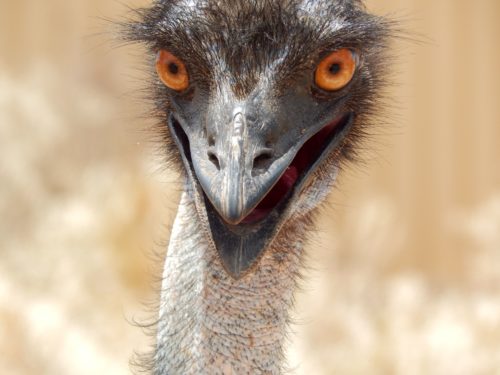 Emu | illustratives Bild | Blogbeitrag PR-Netzwerkagentur Berkeley Communication Australien